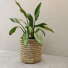 Azibo-7new Azibo Baskets (Full Weave)